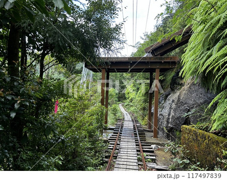 The Jomonsugi, Yakushima, is a giant cedar tree oldest tree. Trekking route from the Arakawa trailhead to Takatsuka hut. The Jomonsugi, Yakushima, is a giant cedar tree oldest tree. Trekking route from the Arakawa trailhead to Takatsuka hut. 117497839