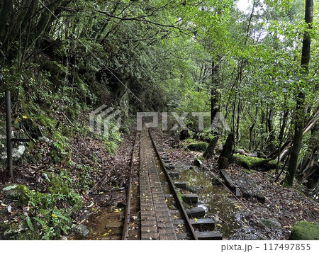 The Jomonsugi, Yakushima, is a giant cedar tree oldest tree. Trekking route from the Arakawa trailhead to Takatsuka hut. 117497855