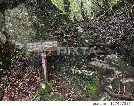 The Jomonsugi, Yakushima, is a giant cedar tree oldest tree. Trekking route from the Arakawa trailhead to Takatsuka hut. 117497857