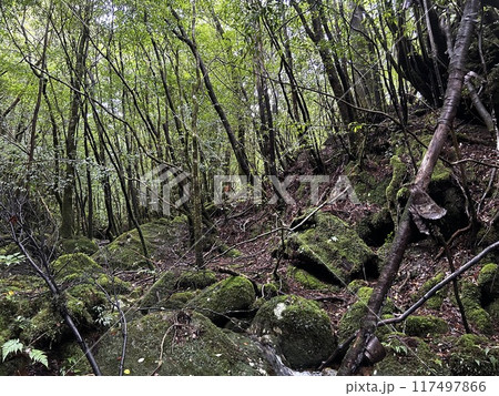 The Jomonsugi, Yakushima, is a giant cedar tree oldest tree. Trekking route from the Arakawa trailhead to Takatsuka hut. The Jomonsugi, Yakushima, is a giant cedar tree oldest tree. Trekking route from the Arakawa trailhead to Takatsuka hut. 117497866