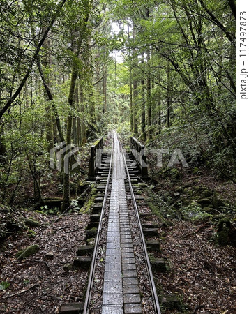 The Jomonsugi, Yakushima, is a giant cedar tree oldest tree. Trekking route from the Arakawa trailhead to Takatsuka hut. 117497873