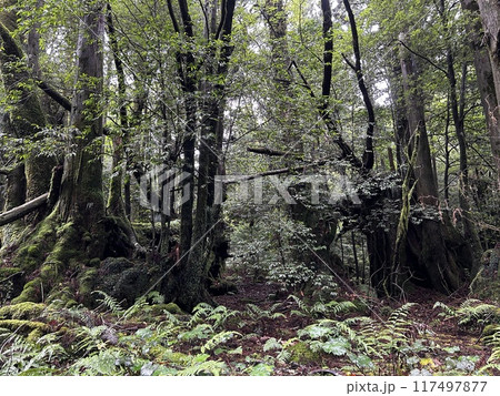The Jomonsugi, Yakushima, is a giant cedar tree oldest tree. Trekking route from the Arakawa trailhead to Takatsuka hut. The Jomonsugi, Yakushima, is a giant cedar tree oldest tree. Trekking route from the Arakawa trailhead to Takatsuka hut. 117497877