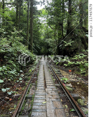 The Jomonsugi, Yakushima, is a giant cedar tree oldest tree. Trekking route from the Arakawa trailhead to Takatsuka hut. The Jomonsugi, Yakushima, is a giant cedar tree oldest tree. Trekking route from the Arakawa trailhead to Takatsuka hut. 117497879