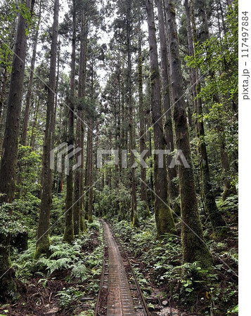 The Jomonsugi, Yakushima, is a giant cedar tree oldest tree. Trekking route from the Arakawa trailhead to Takatsuka hut. 117497884
