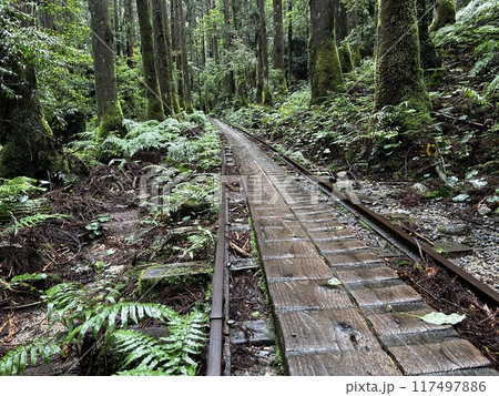 The Jomonsugi, Yakushima, is a giant cedar tree oldest tree. Trekking route from the Arakawa trailhead to Takatsuka hut. The Jomonsugi, Yakushima, is a giant cedar tree oldest tree. Trekking route from the Arakawa trailhead to Takatsuka hut. 117497886
