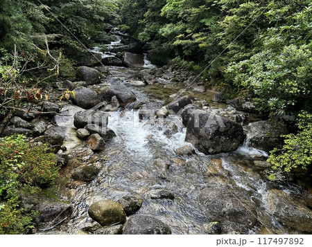 The Jomonsugi, Yakushima, is a giant cedar tree oldest tree. Trekking route from the Arakawa trailhead to Takatsuka hut. The Jomonsugi, Yakushima, is a giant cedar tree oldest tree. Trekking route from the Arakawa trailhead to Takatsuka hut. 117497892