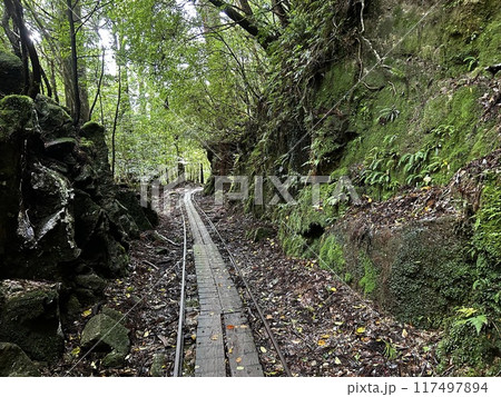 The Jomonsugi, Yakushima, is a giant cedar tree oldest tree. Trekking route from the Arakawa trailhead to Takatsuka hut. The Jomonsugi, Yakushima, is a giant cedar tree oldest tree. Trekking route from the Arakawa trailhead to Takatsuka hut. 117497894