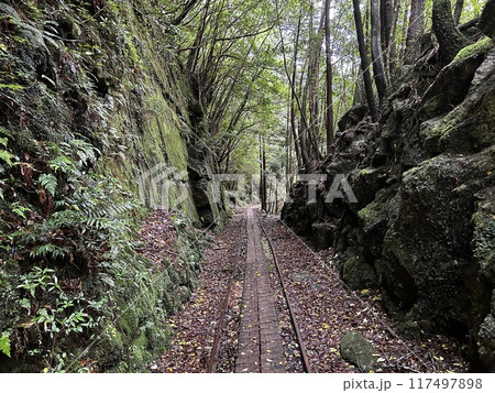 The Jomonsugi, Yakushima, is a giant cedar tree oldest tree. Trekking route from the Arakawa trailhead to Takatsuka hut. The Jomonsugi, Yakushima, is a giant cedar tree oldest tree. Trekking route from the Arakawa trailhead to Takatsuka hut. 117497898