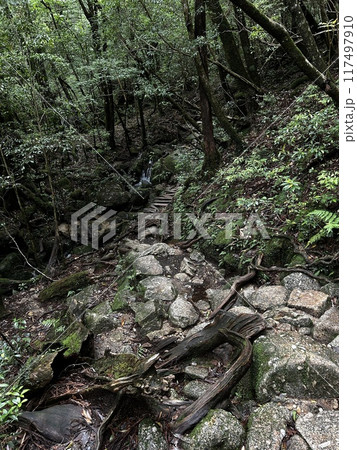 The Jomonsugi, Yakushima, is a giant cedar tree oldest tree. Trekking route from the Arakawa trailhead to Takatsuka hut. The Jomonsugi, Yakushima, is a giant cedar tree oldest tree. Trekking route from the Arakawa trailhead to Takatsuka hut. 117497910
