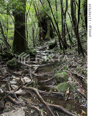 The Jomonsugi, Yakushima, is a giant cedar tree oldest tree. Trekking route from the Arakawa trailhead to Takatsuka hut. The Jomonsugi, Yakushima, is a giant cedar tree oldest tree. Trekking route from the Arakawa trailhead to Takatsuka hut. 117497914