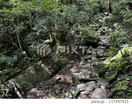 The Jomonsugi, Yakushima, is a giant cedar tree oldest tree. Trekking route from the Arakawa trailhead to Takatsuka hut. 117497915
