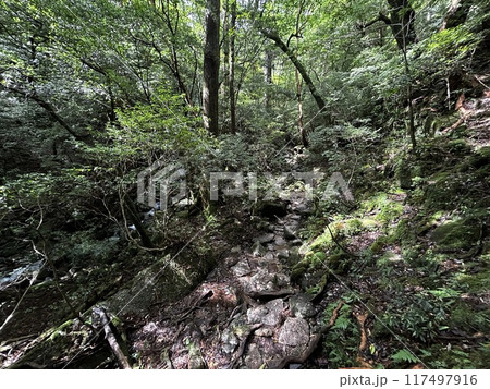The Jomonsugi, Yakushima, is a giant cedar tree oldest tree. Trekking route from the Arakawa trailhead to Takatsuka hut. The Jomonsugi, Yakushima, is a giant cedar tree oldest tree. Trekking route from the Arakawa trailhead to Takatsuka hut. 117497916