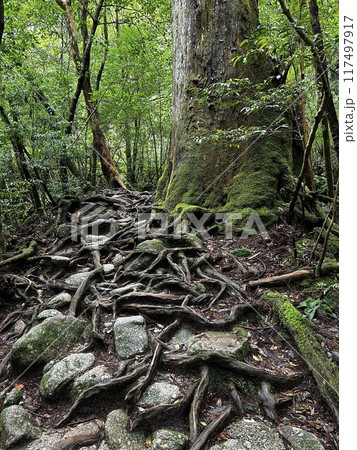 The Jomonsugi, Yakushima, is a giant cedar tree oldest tree. Trekking route from the Arakawa trailhead to Takatsuka hut. 117497917