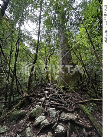 The Jomonsugi, Yakushima, is a giant cedar tree oldest tree. Trekking route from the Arakawa trailhead to Takatsuka hut. The Jomonsugi, Yakushima, is a giant cedar tree oldest tree. Trekking route from the Arakawa trailhead to Takatsuka hut. 117497918