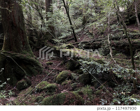 The Jomonsugi, Yakushima, is a giant cedar tree oldest tree. Trekking route from the Arakawa trailhead to Takatsuka hut. 117497930