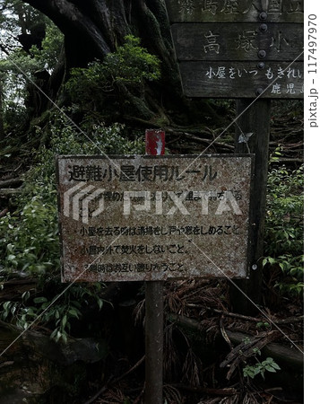 The Jomonsugi, Yakushima, is a giant cedar tree oldest tree. Trekking route from the Arakawa trailhead to Takatsuka hut. The Jomonsugi, Yakushima, is a giant cedar tree oldest tree. Trekking route from the Arakawa trailhead to Takatsuka hut. 117497970