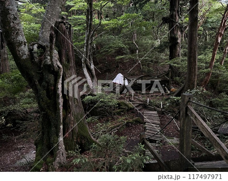 The Jomonsugi, Yakushima, is a giant cedar tree oldest tree. Trekking route from the Arakawa trailhead to Takatsuka hut. The Jomonsugi, Yakushima, is a giant cedar tree oldest tree. Trekking route from the Arakawa trailhead to Takatsuka hut. 117497971