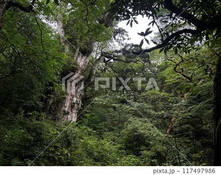 The Jomonsugi, Yakushima, is a giant cedar tree oldest tree. Trekking route from the Arakawa trailhead to Takatsuka hut. 117497986