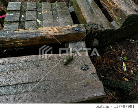 The Jomonsugi, Yakushima, is a giant cedar tree oldest tree. Trekking route from the Arakawa trailhead to Takatsuka hut. 117497991