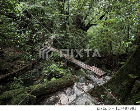 The Jomonsugi, Yakushima, is a giant cedar tree oldest tree. Trekking route from the Arakawa trailhead to Takatsuka hut. 117497993