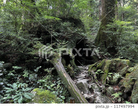 The Jomonsugi, Yakushima, is a giant cedar tree oldest tree. Trekking route from the Arakawa trailhead to Takatsuka hut. 117497994