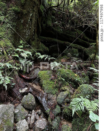 The Jomonsugi, Yakushima, is a giant cedar tree oldest tree. Trekking route from the Arakawa trailhead to Takatsuka hut. The Jomonsugi, Yakushima, is a giant cedar tree oldest tree. Trekking route from the Arakawa trailhead to Takatsuka hut. 117497998