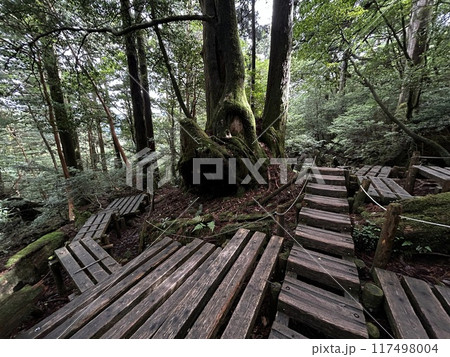 The Jomonsugi, Yakushima, is a giant cedar tree oldest tree. Trekking route from the Arakawa trailhead to Takatsuka hut. 117498004