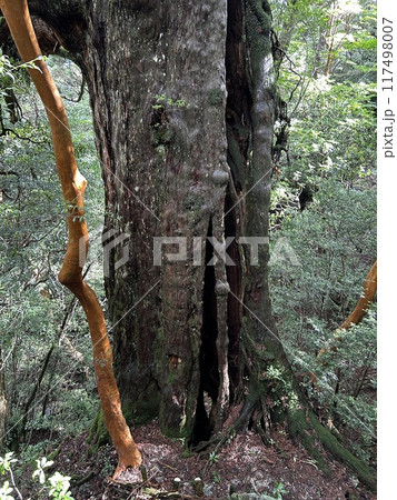 The Jomonsugi, Yakushima, is a giant cedar tree oldest tree. Trekking route from the Arakawa trailhead to Takatsuka hut. The Jomonsugi, Yakushima, is a giant cedar tree oldest tree. Trekking route from the Arakawa trailhead to Takatsuka hut. 117498007