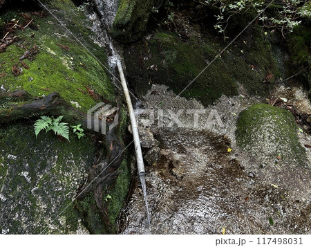 The Jomonsugi, Yakushima, is a giant cedar tree oldest tree. Trekking route from the Arakawa trailhead to Takatsuka hut. The Jomonsugi, Yakushima, is a giant cedar tree oldest tree. Trekking route from the Arakawa trailhead to Takatsuka hut. 117498031