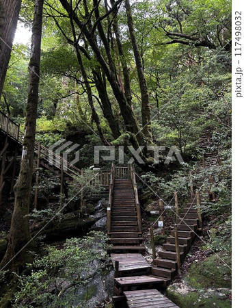 The Jomonsugi, Yakushima, is a giant cedar tree oldest tree. Trekking route from the Arakawa trailhead to Takatsuka hut. The Jomonsugi, Yakushima, is a giant cedar tree oldest tree. Trekking route from the Arakawa trailhead to Takatsuka hut. 117498032
