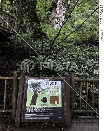 The Jomonsugi, Yakushima, is a giant cedar tree oldest tree. Trekking route from the Arakawa trailhead to Takatsuka hut. The Jomonsugi, Yakushima, is a giant cedar tree oldest tree. Trekking route from the Arakawa trailhead to Takatsuka hut. 117498035