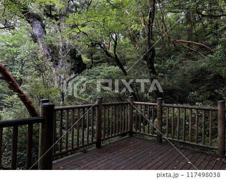The Jomonsugi, Yakushima, is a giant cedar tree oldest tree. Trekking route from the Arakawa trailhead to Takatsuka hut. The Jomonsugi, Yakushima, is a giant cedar tree oldest tree. Trekking route from the Arakawa trailhead to Takatsuka hut. 117498038