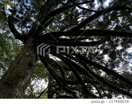 The Jomonsugi, Yakushima, is a giant cedar tree oldest tree. Trekking route from the Arakawa trailhead to Takatsuka hut. 117498039
