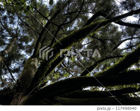 The Jomonsugi, Yakushima, is a giant cedar tree oldest tree. Trekking route from the Arakawa trailhead to Takatsuka hut. 117498040