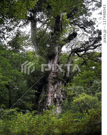 The Jomonsugi, Yakushima, is a giant cedar tree oldest tree. Trekking route from the Arakawa trailhead to Takatsuka hut. The Jomonsugi, Yakushima, is a giant cedar tree oldest tree. Trekking route from the Arakawa trailhead to Takatsuka hut. 117498043