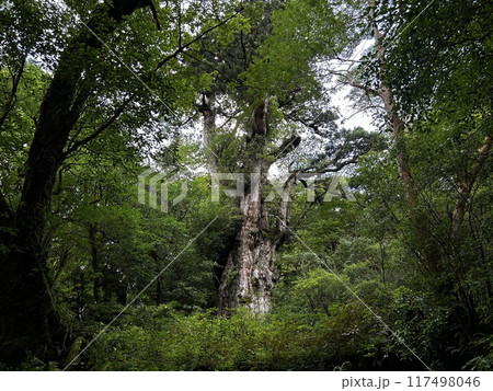 The Jomonsugi, Yakushima, is a giant cedar tree oldest tree. Trekking route from the Arakawa trailhead to Takatsuka hut. 117498046
