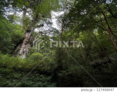 The Jomonsugi, Yakushima, is a giant cedar tree oldest tree. Trekking route from the Arakawa trailhead to Takatsuka hut. 117498047