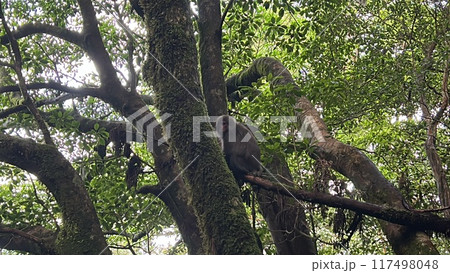 The Jomonsugi, Yakushima, is a giant cedar tree oldest tree. Trekking route from the Arakawa trailhead to Takatsuka hut. 117498048
