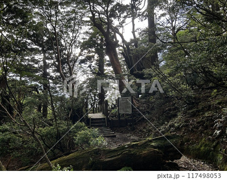 The Jomonsugi, Yakushima, is a giant cedar tree oldest tree. Trekking route from the Arakawa trailhead to Takatsuka hut. The Jomonsugi, Yakushima, is a giant cedar tree oldest tree. Trekking route from the Arakawa trailhead to Takatsuka hut. 117498053