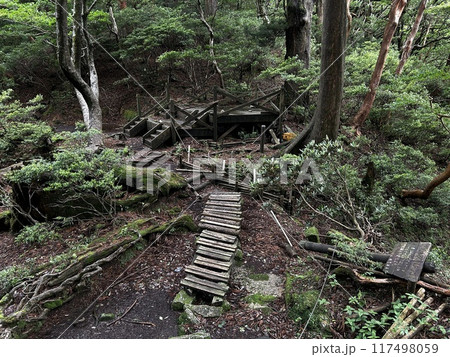The Jomonsugi, Yakushima, is a giant cedar tree oldest tree. Trekking route from the Arakawa trailhead to Takatsuka hut. 117498059