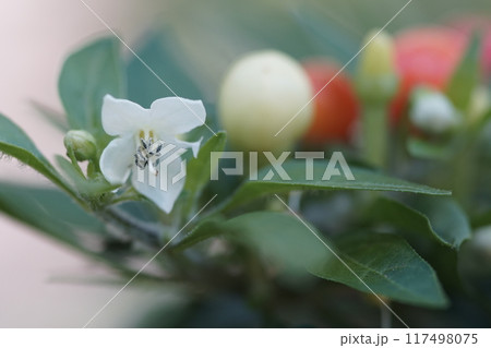 観賞用トウガラシ 117498075