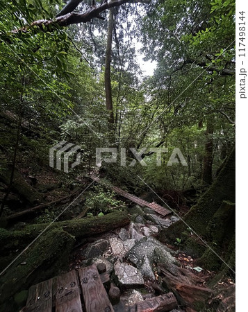 The Jomonsugi, Yakushima, is a giant cedar tree oldest tree. Trekking route from the Arakawa trailhead to Takatsuka hut. The Jomonsugi, Yakushima, is a giant cedar tree oldest tree. Trekking route from the Arakawa trailhead to Takatsuka hut. 117498144