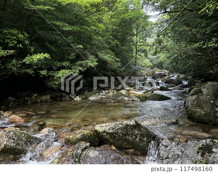 The Jomonsugi, Yakushima, is a giant cedar tree oldest tree. Trekking route from the Arakawa trailhead to Takatsuka hut. 117498160