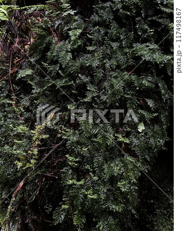 The Jomonsugi, Yakushima, is a giant cedar tree oldest tree. Trekking route from the Arakawa trailhead to Takatsuka hut. The Jomonsugi, Yakushima, is a giant cedar tree oldest tree. Trekking route from the Arakawa trailhead to Takatsuka hut. 117498167