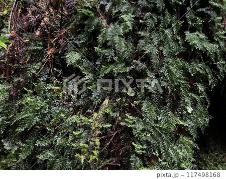The Jomonsugi, Yakushima, is a giant cedar tree oldest tree. Trekking route from the Arakawa trailhead to Takatsuka hut. The Jomonsugi, Yakushima, is a giant cedar tree oldest tree. Trekking route from the Arakawa trailhead to Takatsuka hut. 117498168