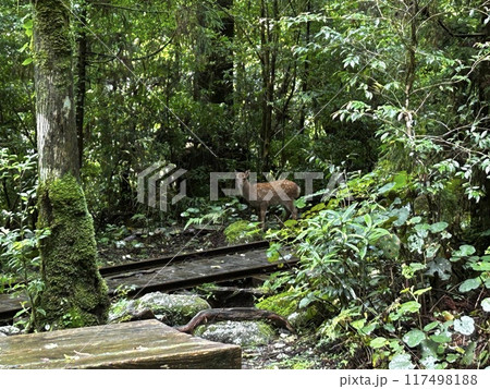 The Jomonsugi, Yakushima, is a giant cedar tree oldest tree. Trekking route from the Arakawa trailhead to Takatsuka hut. The Jomonsugi, Yakushima, is a giant cedar tree oldest tree. Trekking route from the Arakawa trailhead to Takatsuka hut. 117498188