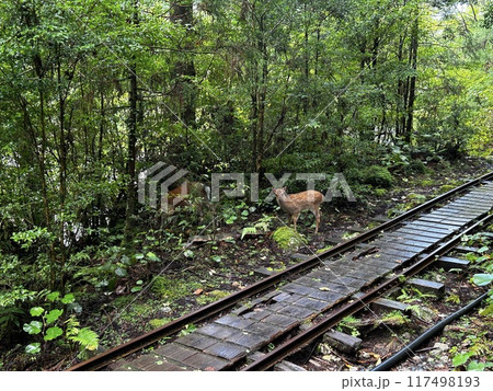 The Jomonsugi, Yakushima, is a giant cedar tree oldest tree. Trekking route from the Arakawa trailhead to Takatsuka hut. 117498193