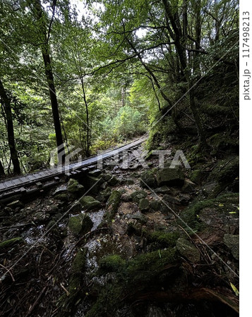 The Jomonsugi, Yakushima, is a giant cedar tree oldest tree. Trekking route from the Arakawa trailhead to Takatsuka hut. 117498213