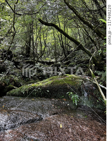 The Jomonsugi, Yakushima, is a giant cedar tree oldest tree. Trekking route from the Arakawa trailhead to Takatsuka hut. 117498220