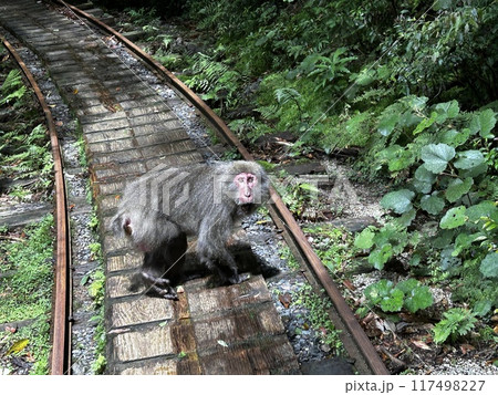 The Jomonsugi, Yakushima, is a giant cedar tree oldest tree. Trekking route from the Arakawa trailhead to Takatsuka hut. The Jomonsugi, Yakushima, is a giant cedar tree oldest tree. Trekking route from the Arakawa trailhead to Takatsuka hut. 117498227